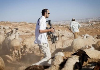 مستوطنون يطاردون رعاة الأغنام في الأغوار الشمالية