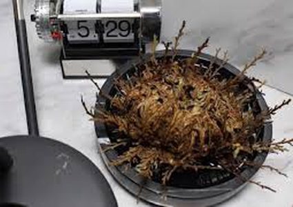 النبتة "المعجزة".. تعود إلى الحياة بعد موتها