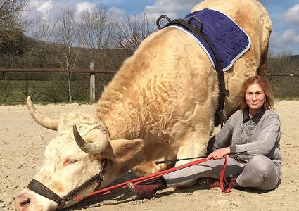 "هرب من الذبح".. ثور فرنسى رشيق ينافس حصانا فى قفز الحواجز