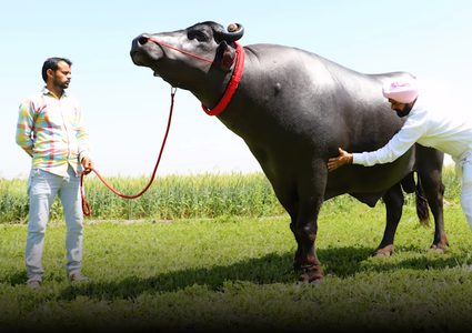 يشرب ويسكى وثمنه 2.5 مليون دولار..اعرف حكاية أغلى ثور فى الهند