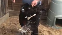بريطاني يحاكم بالسجن سنة ونصف لضربه ديك!