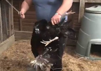 بريطاني يحاكم بالسجن سنة ونصف لضربه ديك!