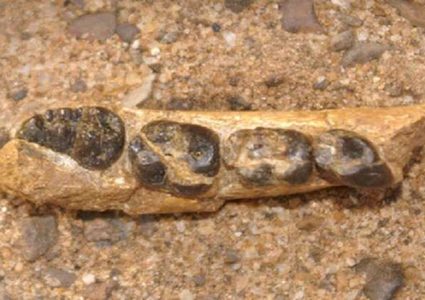 العثور على بقايا أقدم قردة عاشت على سطح الأرض