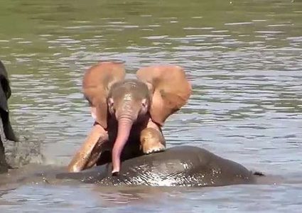 العثور على فيل وردي في جنوب إفريقيا