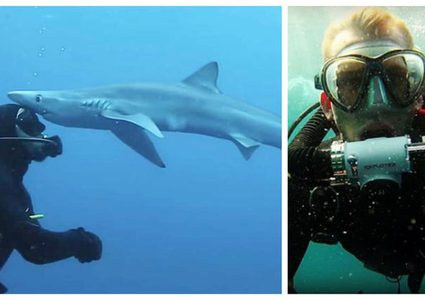 مصوّر يوثق لحظة "تقبيل" سمكة قرش لرأسه !