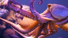 الأخطبوط لديه 9 عقول و3 قلوب.. في ماذا يستخدمهم؟