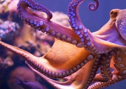 الأخطبوط لديه 9 عقول و3 قلوب.. في ماذا يستخدمهم؟