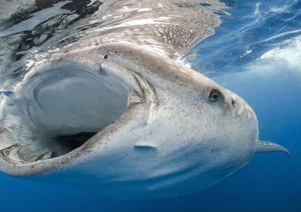 قرش يحيي غواصا بـ "قبلة" على وجهه!