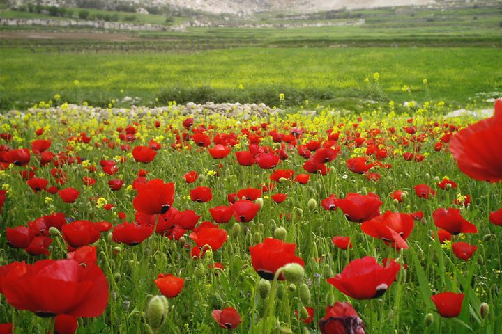 الحرارة الى مزيد من الارتفاع وأجواء ربيعية