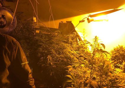 شرطة الضواحي تضبط مشتلا لزراعة الماريجوانا في العيزرية