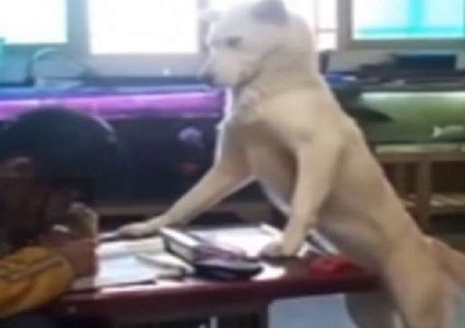 كلبة تعتني بتلميذة مدرسة في حالة فريدة