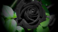 الأسود: رمز للشيطان عند الإغريق ولون الحياة عند قدماء المصريين