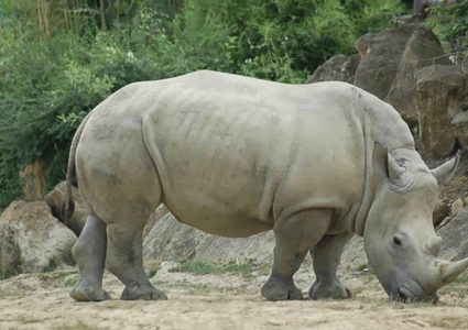 فى الذكرى الأولى لرحيله: سودان آخر ذكر من سلالة وحيد القرن الأبيض