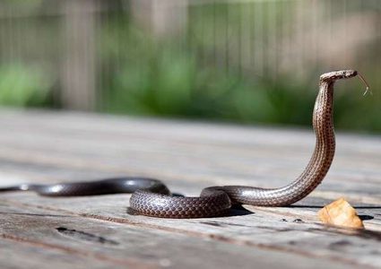 كوبرا شرسة تهاجم سائق دراجة هوائية! (فيديو)