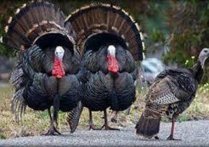 تصرف نبيل.. ديك رومي يقوم بدور شرطي المرور لحماية رفاقه!