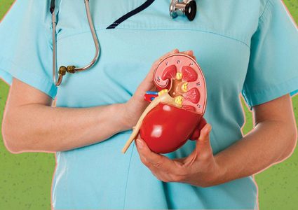 5 أشياء يجب معرفتها حول صحة الكلى