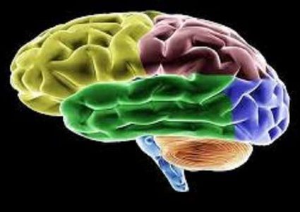 اكتشاف "خلايا الوقت" في الدماغ البشري