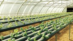 إطلاق برنامج التنمية الزراعية الفلسطينية في نيكاراغوا