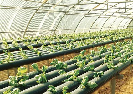 إطلاق برنامج التنمية الزراعية الفلسطينية في نيكاراغوا