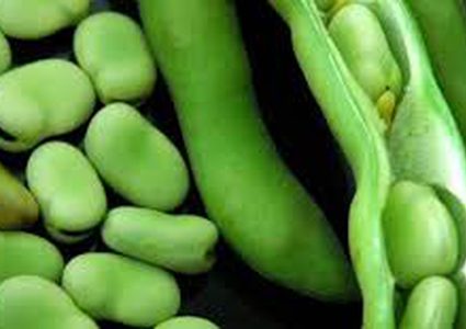 فوائد الفول الاخضر منها الوقاية من هشاشة العظام