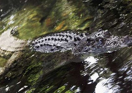 تمساح يمزق عاملا ويلتهمه!