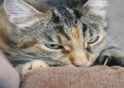 "قط" يحول طفلا إلى "ابن شيطان وشرير ملعون"