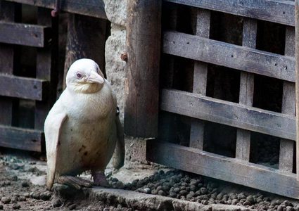 أخيرا.. البطريق "الأمهق" النادر يظهر إلى العلن