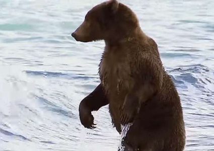 معركة غير متكافئة بين دب مفترس وعامل غابات!