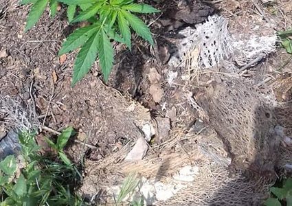 ضبط أشتال مخدّرة في مزرعة بمنطقة الديوك في أريحا