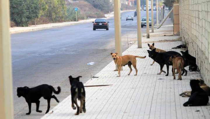 العناية الألهية أنقذته ..إصابة طفل بصدمة عصبية بسبب "كلاب شاردة"