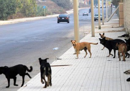 العناية الألهية أنقذته ..إصابة طفل بصدمة عصبية بسبب "كلاب شاردة"