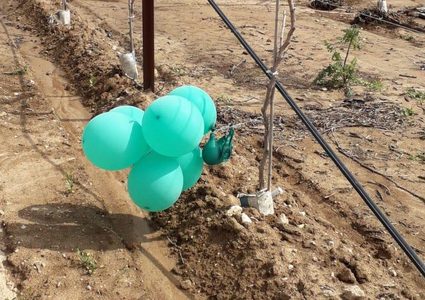 الاحتلال يزعم سقوط عدد من البالونات الحارقة في محيط غلاف غزه