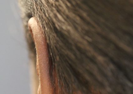 أقراط أذن مانعة للحمل آخر ما توصل اليه الباحثون