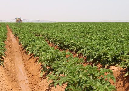 سوريا تستعين بمنتج من مصر لمنع احتكاره في أراضيها