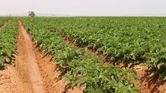 سوريا تستعين بمنتج من مصر لمنع احتكاره في أراضيها