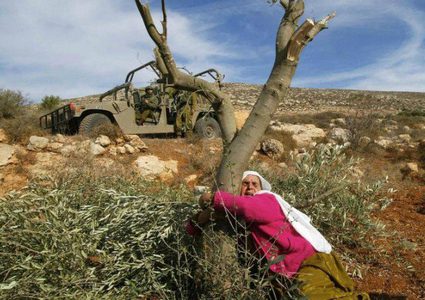 مليون شجرة اقتلعها الاحتلال منذ عام 2000