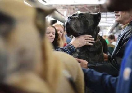 كلبة تدخل موسوعة غينيس الروسية بلقب "الأم البطلة"!