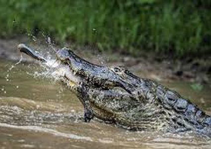 تمساح جائع ينقض على سمكة علقت بصنارة صياد! (فيديو)