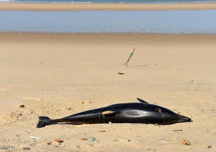 "مرض يصيب البشر" يدفع الدلافين إلى "الموت على الشاطئ"