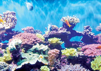 دراسة: الشعاب المرجانية قد تساعد في محاربة سرطان العين