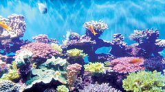 دراسة: الشعاب المرجانية قد تساعد في محاربة سرطان العين