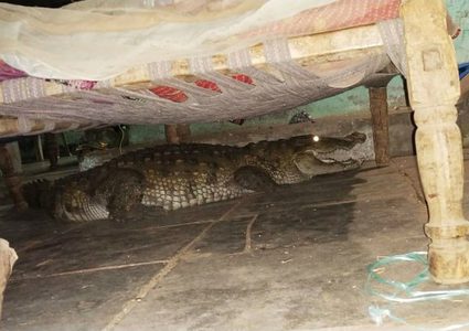 مزارع هندى استيقظ من النوم وجد تمساح تحت السرير ..؟