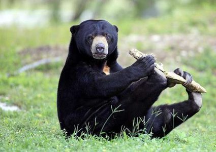 قدرة فريدة لدى الدببة تكشف عن تطور مجتمعاتها