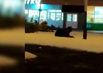دب مسالم يفاجئ المارة وسط مدينة روسية