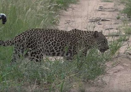 نمر "فاشل" يضيع فريسة سهلة المنال!