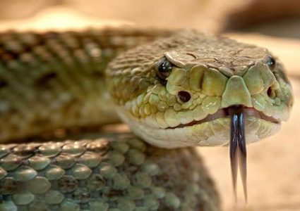 "فأر النينجا" ينجو من أنياب أفعى بحركة "كونغ فو" رائعة