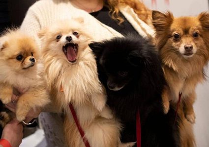 علماء يحذرون من "إنفلونزا الكلاب" المميتة