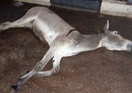 تشكيل لجنة تحقيق في السعودية بعد نفوق عدد من الحمير