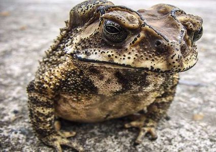 آلاف الضفادع السامة تغزو مدينة أمريكية