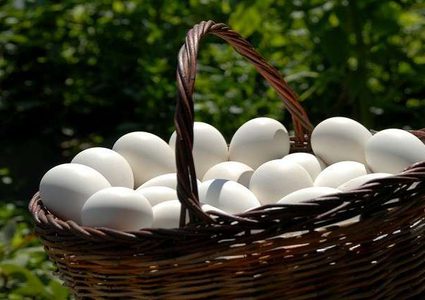 اكتشاف بيض دجاج عمره 2500 سنة